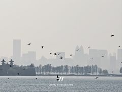 -东湖落雁景区