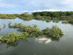 -北海金海湾红树林生态旅游区