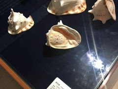 -青岛贝壳博物馆