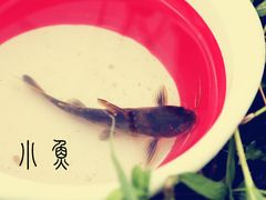 -白洋淀景区
