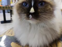 -平行世界·猫咖(首经贸店)