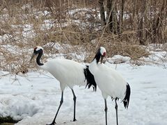 -钏路市丹顶鹤自然公园