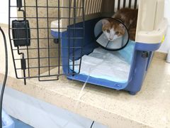 -伟伟宠物医院·CT影像中心·瑞派犬猫综合性门诊(汉口总院)