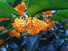 苏堤桂花香-西湖游船