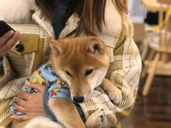 -豆柴町-柴犬主题狗咖(红鼎国际C座店)
