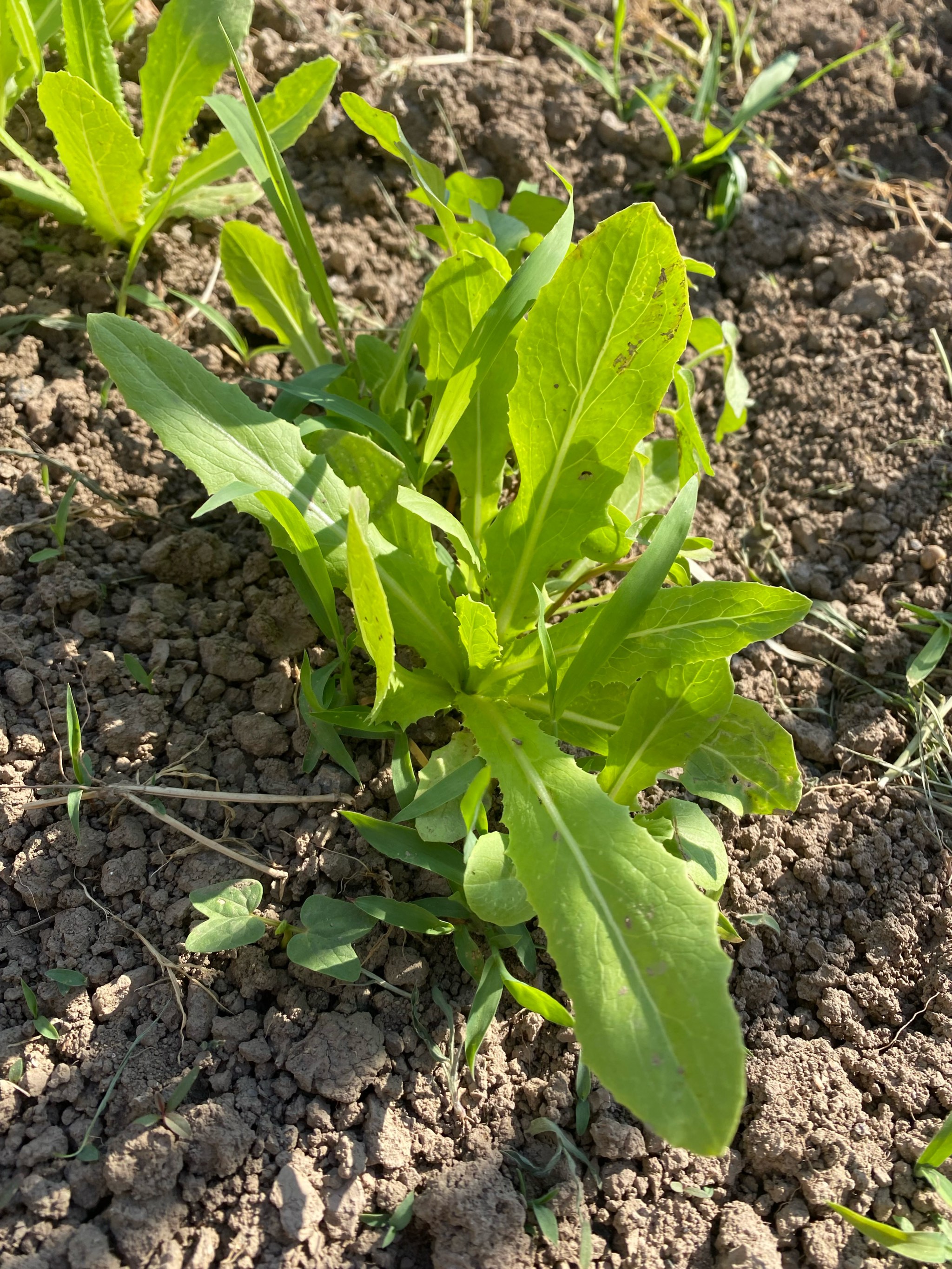 油麦菜简介图片