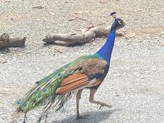 -广州长隆野生动物世界