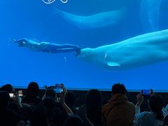 -海合安成都极地海洋公园