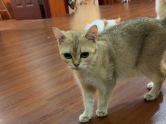 -楼上猫咖(罗湖店)