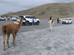 -新疆天山野生动物园