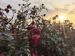 -西安汉城湖景区