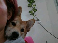 -波姐宠物家庭寄养