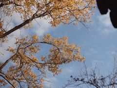 -黎里古镇