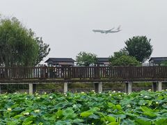 -空港花田景区