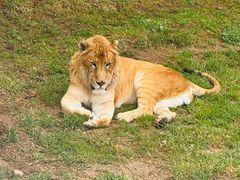 -西霞口神雕山野生动物世界
