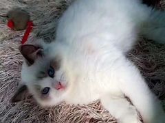 -东方名猫馆·英短金渐层布偶猫舍(环线广场1号楼店)