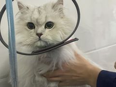 -佳雯宠物医院(金华南路分院)