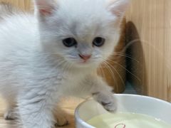 -屋虎猫馆(宝安大仟里店)