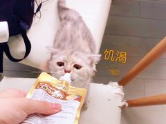 -喵的天空名猫咖啡馆·撸猫·猫舍·用品
