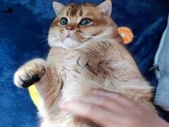 -东方名猫馆·英短金渐层布偶猫舍(环线广场1号楼店)