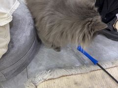 -爱洗澡的猫(天河路店)