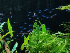 -上海海洋水族馆