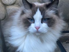 -喵屿·大理花园猫咖