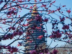 -红梅公园