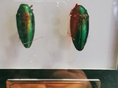 -上海昆虫博物馆