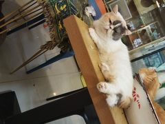 -平行世界·猫咖(首经贸店)