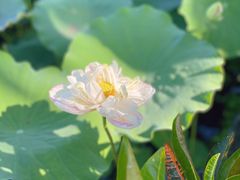 -厦门园林博览苑