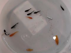 -星伦多自助料理(永旺店)