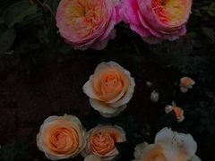 -人民公园(罗湖区)