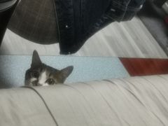 -爱诺耐芙动物医院(万博店)