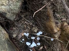-紫金山天文台
