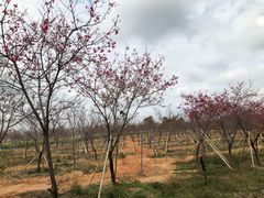 -天适樱花悠乐园