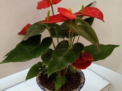 -汤W城市微度假(仓山店)