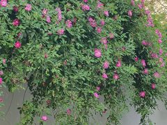 -颐和路民国时期公馆风貌区