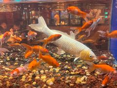 -蚝翅·海鲜粥·烧烤·龙虾季(海曙天一店)