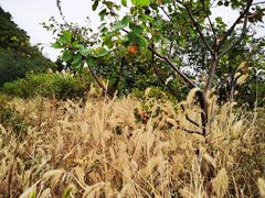 -北京西山国家森林公园