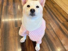 -豆柴町-柴犬主题狗咖(红鼎国际C座店)