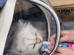 -四月宠物医院·猫专科·心脏专科·内科(转塘店)