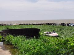 -巢湖姥山岛
