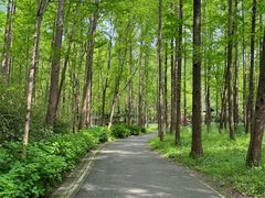 -上海滨江森林公园