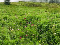 -硗碛藏寨·神木垒景区