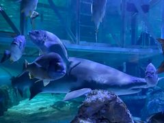 -悉尼海洋生物水族馆