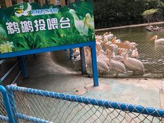 -广州长隆飞鸟乐园