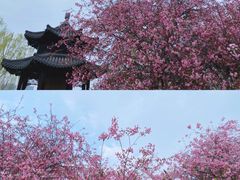 -莫愁湖公园