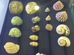 -上海海洋大学鱼文化博物馆(军工路校区)