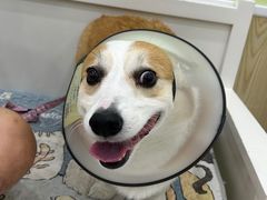 -瑞鹏宠物医院犬猫全科(真大分院)